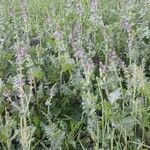 Salvia verbenaca Habitus