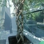 Ficus virens Feuille