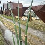 Equisetum hyemaleCorteza