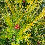 Grevillea juniperina ഇല