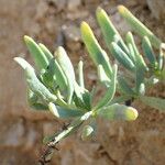 Heliotropium curassavicum Leaf