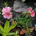 Lewisia longipetala ᱵᱟᱦᱟ