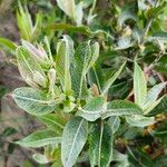 Salix eriocephala Leaf