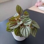 Peperomia albovittata Ліст