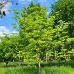 Juglans cinerea Habit