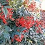 Nandina domestica Meyve