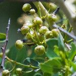 Ceanothus leucodermis Fruto