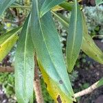 Echium decaisnei Leaf
