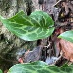 Arum italicum Liść