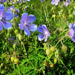 Geranium pratense Λουλούδι