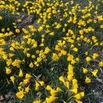 Narcissus cyclamineus 花