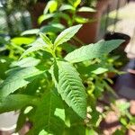 Aloysia citriodora Blad