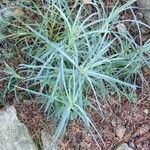 Dianthus caryophyllusYaprak