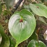 Pleurothallis cordata Blatt
