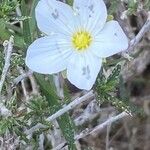 Arenaria montana പുഷ്പം