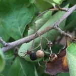 Ehretia amoena Fruit