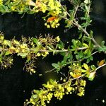 Berberis koehneana Övriga