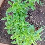 Ocimum minimumLeaf