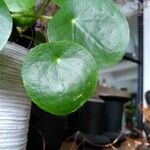 Pilea peperomioidesFeuille