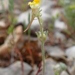 Linaria simplex Habitatea