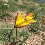 Tulipa sylvestris Blüte