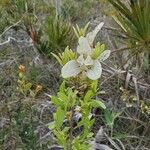 Asimina obovata Blomst