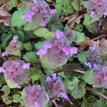 Lamium purpureum Flor