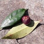 Garcinia indica 葉