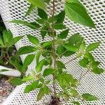 Acalypha virginica Blatt