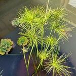 Cyperus haspan Levél