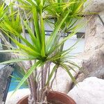 Dracaena reflexa Leaf