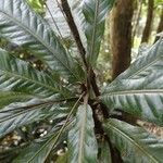 Cleidion macrophyllum Leaf