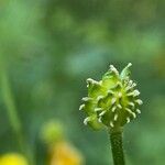 Ranunculus polyanthemos Fruchs