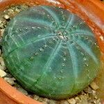 Euphorbia obesa Leaf