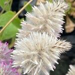 Ptilotus extenuatus Fruto