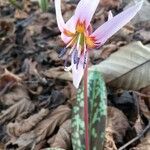 Erythronium dens-canis Květ