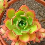 Aeonium castello-paivae Habitus