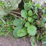 Mazus pumilus Leaf