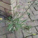 Sisymbrium orientale Folha