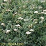 Coronilla viminalis Hábito