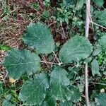 Rubus winteri Blad