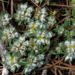 Paronychia polygonifolia Habitus