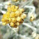 Helichrysum saxatile 花