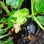 Drymonia serrulata Flor