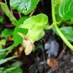 Drymonia serrulata Fleur