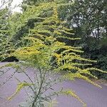 Solidago juncea Çiçek