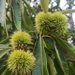 Castanea mollissima Fruit