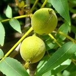 Juglans californica Фрукт