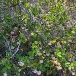 Dais cotinifolia Λουλούδι
