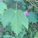 Ipomoea cordatotriloba Blad